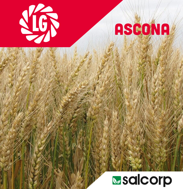 SYNGENTA FALADO